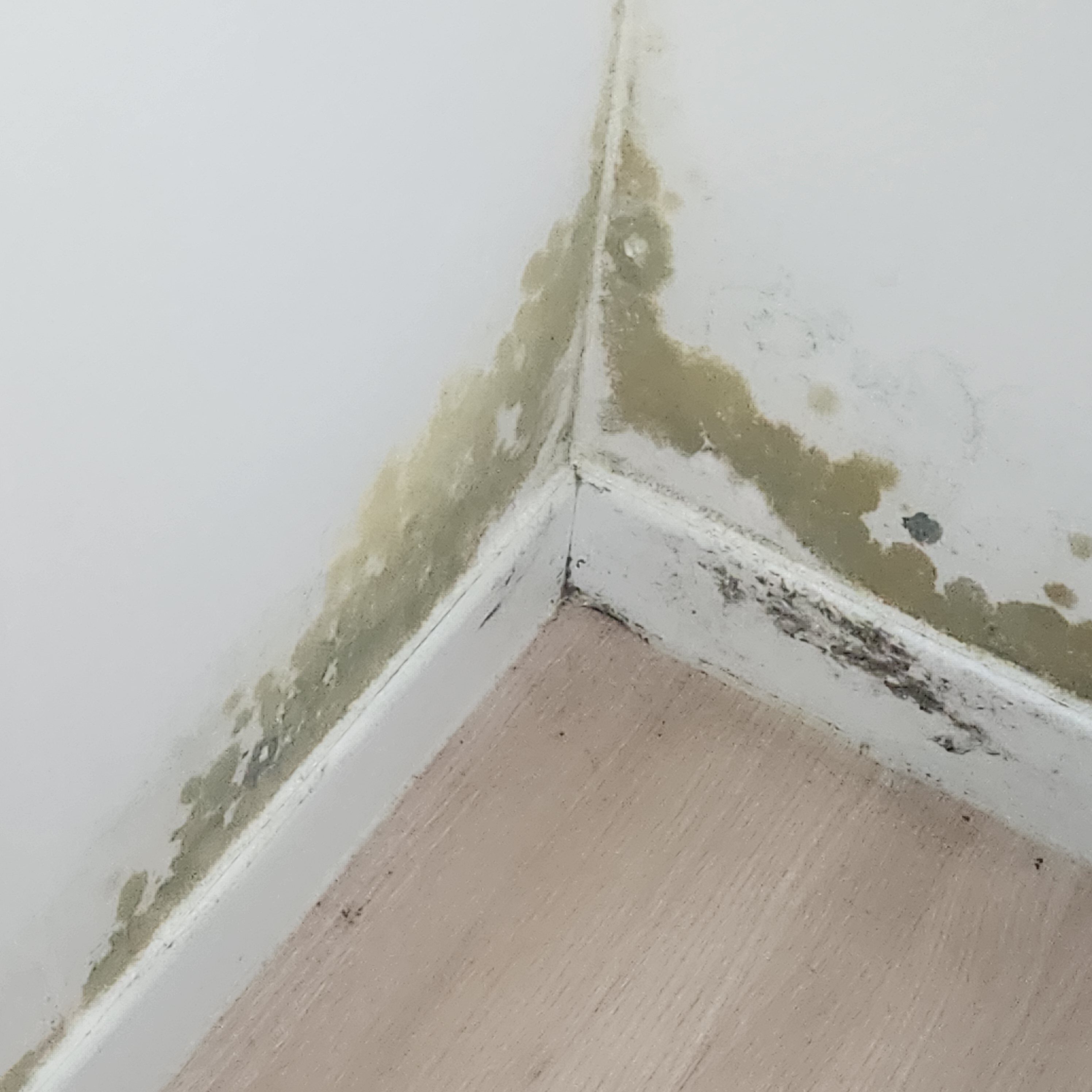 계속 재발하는<br>곰팡이?